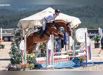 Tsjechisch warmbloed, Hengst, 7 Jaar, 170 cm, Bruin