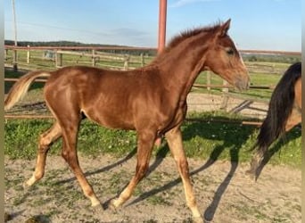 Tsjechisch warmbloed, Hengst, Veulen (04/2025), Donkere-vos