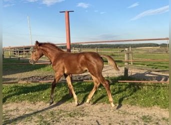 Tsjechisch warmbloed, Hengst, Veulen (04/2025), Donkere-vos