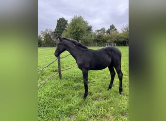 Tsjechisch warmbloed, Hengst, Veulen (05/2025), kan schimmel zijn
