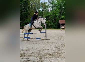 Tsjechisch warmbloed, Merrie, 10 Jaar, 168 cm, Vliegenschimmel