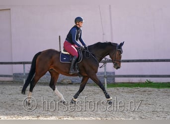 Tsjechisch warmbloed, Merrie, 10 Jaar, 173 cm, Bruin