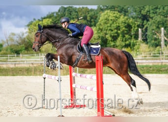 Tsjechisch warmbloed, Merrie, 10 Jaar, 173 cm, Bruin