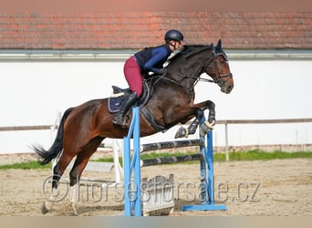Tsjechisch warmbloed, Merrie, 10 Jaar, 173 cm, Bruin