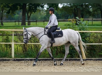 Tsjechisch warmbloed, Merrie, 11 Jaar, 163 cm, Schimmel
