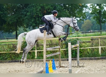 Tsjechisch warmbloed, Merrie, 11 Jaar, 163 cm, Schimmel