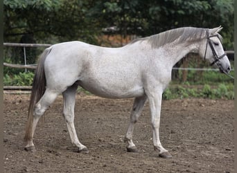 Tsjechisch warmbloed, Merrie, 11 Jaar, 163 cm, Wit