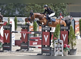 Tsjechisch warmbloed, Merrie, 11 Jaar, 164 cm, Bruin