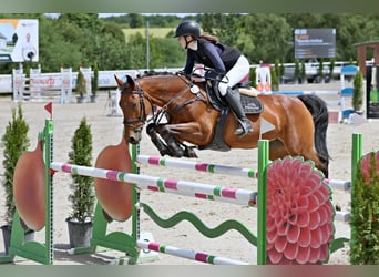 Tsjechisch warmbloed, Merrie, 11 Jaar, 164 cm, Bruin