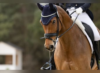 Tsjechisch warmbloed, Merrie, 11 Jaar, 165 cm, Roodbruin