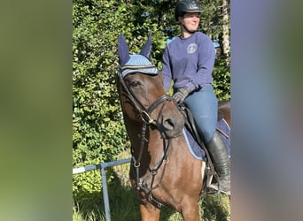 Tschechisches Warmblut, Stute, 11 Jahre, 168 cm, Brauner