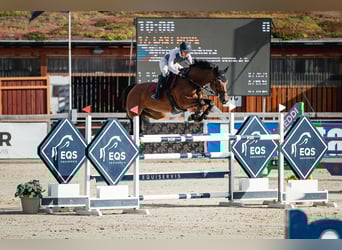 Tsjechisch warmbloed, Merrie, 11 Jaar, 168 cm, Roodbruin