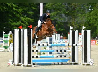 Tsjechisch warmbloed, Merrie, 11 Jaar, 168 cm, Vos