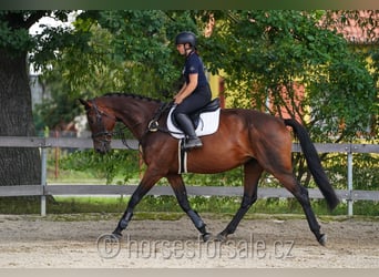 Tsjechisch warmbloed, Merrie, 12 Jaar, 171 cm, Bruin