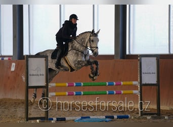 Tsjechisch warmbloed, Merrie, 12 Jaar, 175 cm, Schimmel