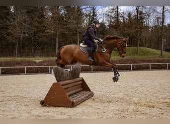 Tsjechisch warmbloed, Merrie, 13 Jaar, 167 cm, Vos