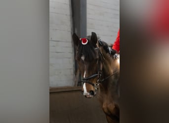 Tsjechisch warmbloed, Merrie, 13 Jaar, 168 cm, Bruin