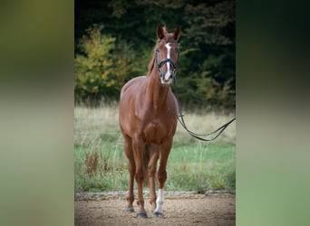 Tsjechisch warmbloed, Merrie, 13 Jaar, 173 cm, Vos