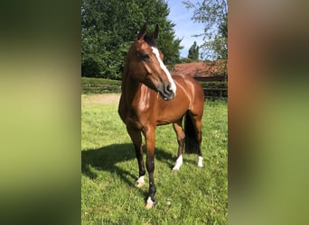 Tsjechisch warmbloed, Merrie, 14 Jaar, 164 cm, Roodbruin