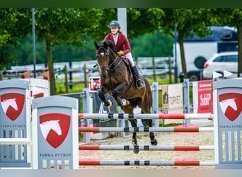 Tsjechisch warmbloed, Merrie, 15 Jaar, 168 cm, Bruin
