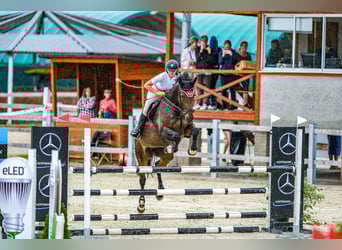 Tsjechisch warmbloed, Merrie, 15 Jaar, 168 cm, Bruin