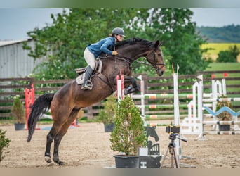 Tsjechisch warmbloed, Merrie, 15 Jaar, 168 cm, Bruin