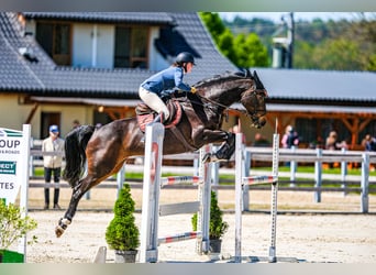 Tsjechisch warmbloed, Merrie, 15 Jaar, 168 cm, Bruin