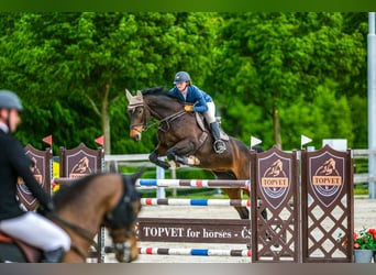 Tsjechisch warmbloed, Merrie, 15 Jaar, 168 cm, Bruin
