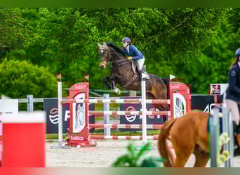 Tsjechisch warmbloed, Merrie, 15 Jaar, 168 cm, Bruin