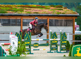Tsjechisch warmbloed, Merrie, 15 Jaar, 168 cm, Bruin