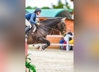 Tsjechisch warmbloed, Merrie, 15 Jaar, 168 cm, Bruin