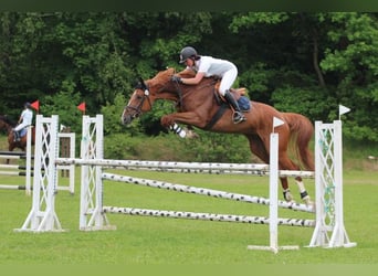 Tsjechisch warmbloed, Merrie, 15 Jaar, 170 cm, Donkere-vos