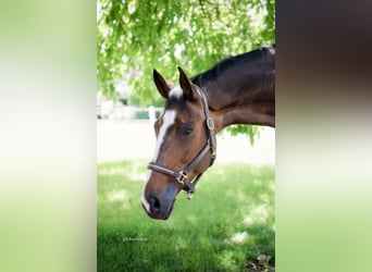 Tsjechisch warmbloed, Merrie, 15 Jaar, 178 cm, Bruin