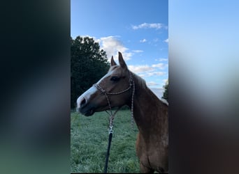 Tsjechisch warmbloed, Merrie, 17 Jaar, 158 cm, Palomino