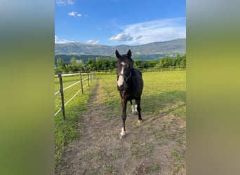 Tsjechisch warmbloed, Merrie, 18 Jaar, 163 cm, Donkerbruin