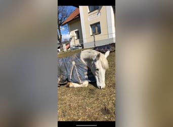 Tsjechisch warmbloed, Merrie, 18 Jaar, 163 cm, Donkerbruin