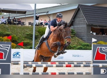 Tsjechisch warmbloed, Merrie, 18 Jaar, 175 cm, Bruin