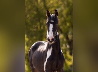Tsjechisch warmbloed, Merrie, 1 Jaar, 150 cm, Tovereo-alle-kleuren