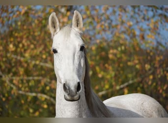 Tsjechisch warmbloed, Merrie, 21 Jaar, 161 cm, Vliegenschimmel