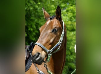 Tsjechisch warmbloed, Merrie, 23 Jaar, 175 cm, Bruin