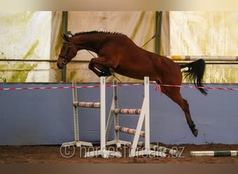 Tsjechisch warmbloed, Merrie, 3 Jaar, 160 cm, Bruin