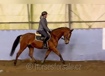 Tsjechisch warmbloed, Merrie, 3 Jaar, 160 cm, Bruin