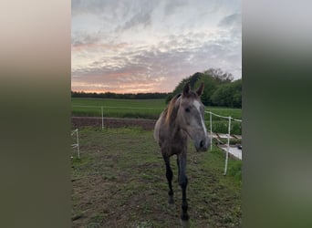 Tsjechisch warmbloed, Merrie, 3 Jaar, 165 cm, Rood schimmel