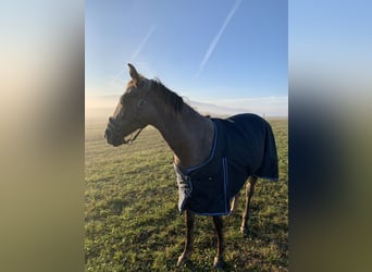 Tsjechisch warmbloed, Merrie, 3 Jaar, 165 cm, Rood schimmel