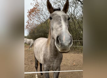 Tsjechisch warmbloed, Merrie, 3 Jaar, 165 cm, Rood schimmel