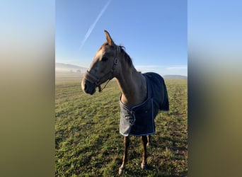 Tsjechisch warmbloed, Merrie, 3 Jaar, 165 cm, Rood schimmel