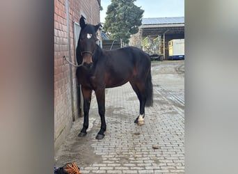 Tsjechisch warmbloed, Merrie, 4 Jaar, 164 cm, Donkerbruin