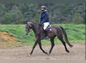 Tsjechisch warmbloed, Merrie, 4 Jaar, 169 cm, Overo-alle-kleuren