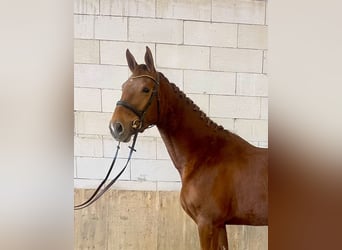 Tsjechisch warmbloed, Merrie, 4 Jaar, 170 cm, Donkere-vos