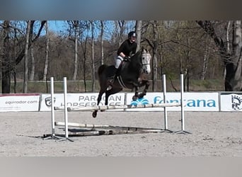 Tsjechisch warmbloed, Merrie, 5 Jaar, 164 cm, Schimmel